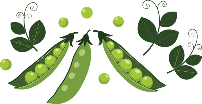 Organic sweetpea cultivation emblem featuring raw garden legumes harvesting graphics with stylized agricultural foliage sprigs and floating vitamin seed elements on transparent background