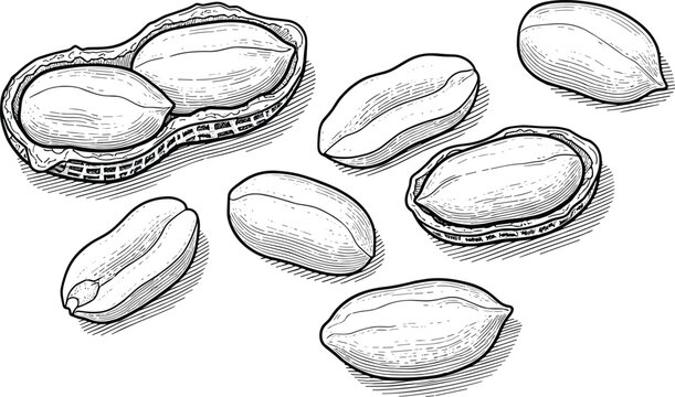 Peanut illustrations. Whole peanuts and shelled peanuts with realistic textures. Perfect for recipes, cooking, snacks, and grocery designs. High-quality peanut vector graphics.
