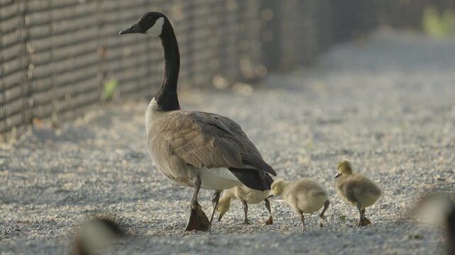 A family of two adult Canada geese migratory waterfowl and Canadian goslings walk towards a fence in 4k 60p slow-mo w looped nat sound