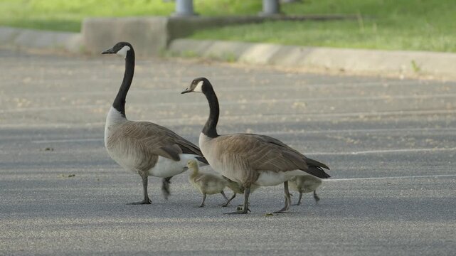 Family from Canada crosses border illegally on foot, bringing anchor babies with them who are always down. Canadian geese and goslings cross an asphalt parking lot together 4k 60p slow-mo w looped nat