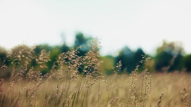 Wild Grass Growing In Summer Meadow. Golden Spikelets Waving In Wind. Ecosystem And Environment 