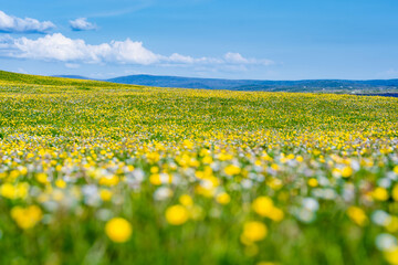 Fototapeta premium Wildflower meadow between Dogs Bay and Gurteen Bay near Roundstone, Connemara, Ireland. Yellow buttercups, green grass and limestone boulders on the Wild Atlantic Way.