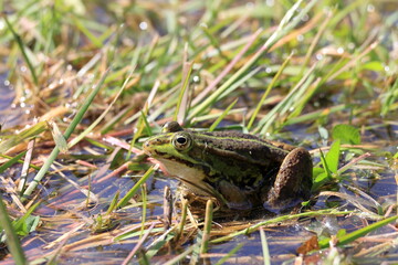 Fototapeta premium Frog sitting on grass by the water during a sunny day in a wetland area