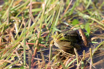 Obraz premium Green smiling frog sits near water in grass during sunny day in nature