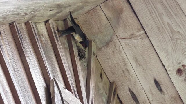 A swallow bird is building its new nest on the wall of an old house
