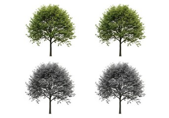 Obraz premium Green leafy tree with four artistic color variations isolated on white background