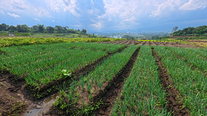 Obraz premium Scenic wide shot of a lush leek and green onion crop field under a cloudy blue sky.