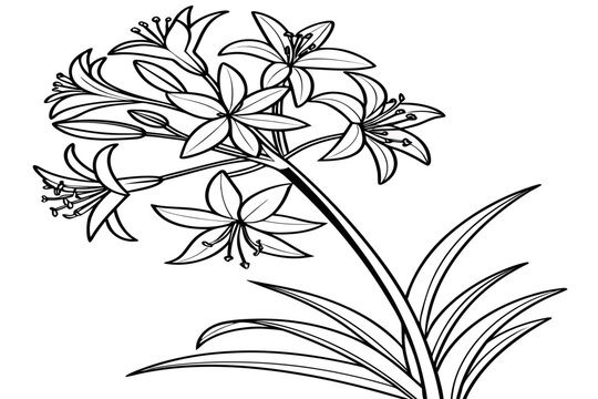 coloring page line art the meadow rue flower black vector