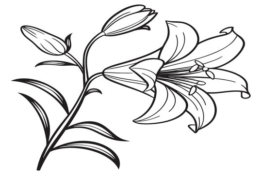 coloring page line art the meadow rue flower black vector