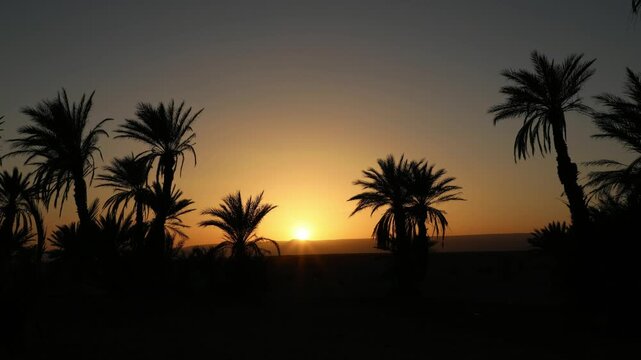 Silhouette of Date Palm Trees Against Vivid Orange Desert Sunset Sky Morocco
