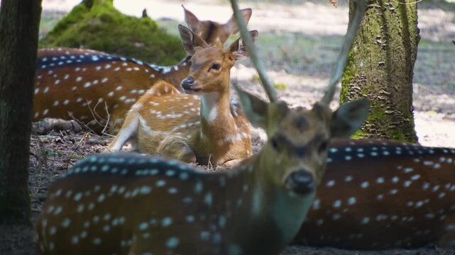 Close up  axis deer resting in the forest on the ground  on a sunny summer day
