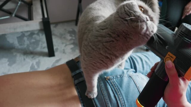 A gray domestic cat stands on its owner back while receiving a relaxing massage from a percussion device. The handheld massager vibrates against the feline fur in a home setting.