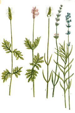 Botanik, Pflanzen, a. Lavendula latifolia spica, b. Lavendula flore albo, c. Lavendula angustifolia, d. Lavendula folio disecto, e. Lavendula folio multifido. Verschiedene Varianten des Lavendel