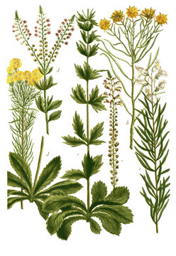 Botanik, Pflanzen, Leinkraut, a. Linaria aurea, b. Linaria austriaca, c, Linaria bellidis, d. Linaria bellidis foliis odorata, e. Linaria chalepensis