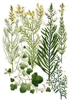 Botanik, Pflanzen, a. Linaria cymbalaria, Zimbelkraut, b. Linaria foliis foeniculi, c. Linaria hispanica, d. Linaria minima, e. Linaria non ramosa flore albo, f. Linaria osyris, Leinkraut