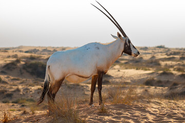 Side view of Arabian oryx in soft desert light, elegant horns and clean dunes creating a calm, minimalist wildlife scene. © Silvan Rohe
