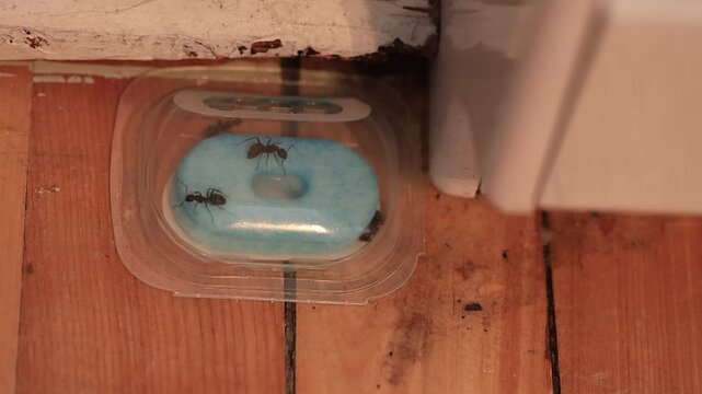 Pi&egrave;ge pour l'extermination des fourmis charpenti&egrave;res noires.