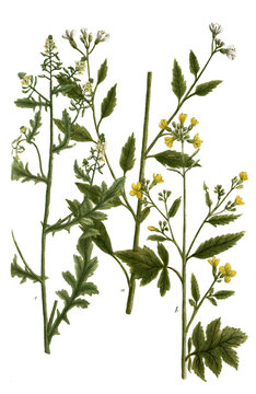 Botanik, Pflanzen, a. Sinapi agreste, b. Sinapi apii folio sive album, c. Sinapi sativum, Senf