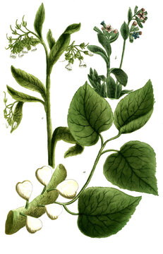 Botanik, Pflanzen, a. Sycomorus Maulbeerfeige, b. Symphytum maculosum, c, Symphytum majus flore albo