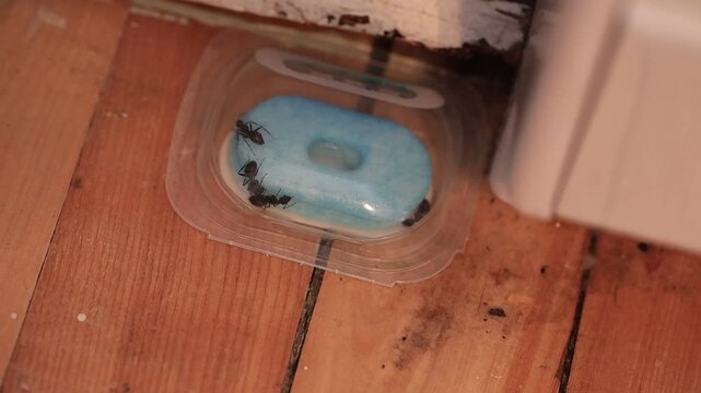 Pi&egrave;ge pour l'extermination des fourmis charpenti&egrave;res noires.