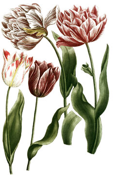 Botanik, Pflanzen, Tulipa, Tulpen, Variationen