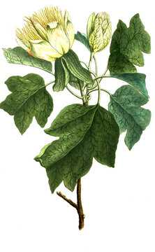 Botanik, Pflanzen, Tulpenbaum, Liriodendron tulipifera, Tulipifera virginiana tripartito acris folio anthera filamentosa