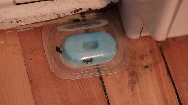 Pi&egrave;ge pour l'extermination des fourmis charpenti&egrave;res noires.