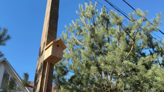 Wooden birdhouse mounted on concrete pillar against blue sky beside lush pine branches new nesting box for migratory birds warm