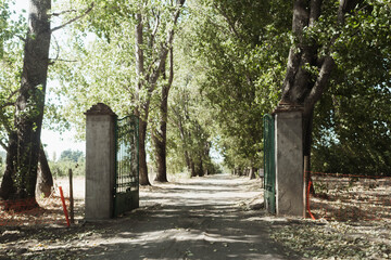 Fototapeta premium Sunlit path leads through tall green trees