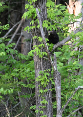 Black Bear Cub in Tree © StevertS