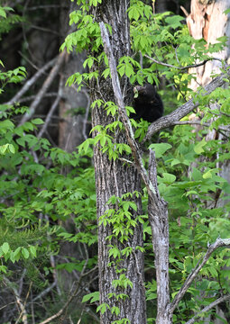 Black Bear Cub in Tree