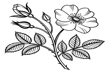 Obraz premium coloring-page line art the morning glory flower black vector