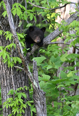 Black Bear Cub in Tree © StevertS