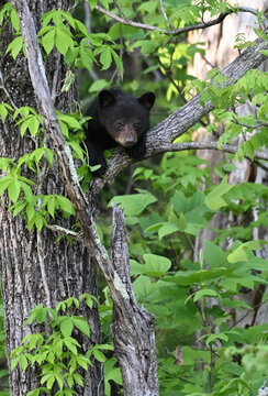 Black Bear Cub in Tree