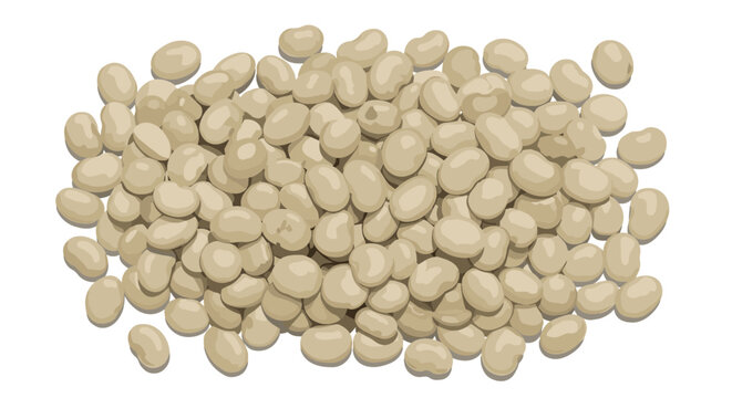 Large pile of dried white navy beans with smooth surfaces and kidney shapes, illustrated with soft colors and realistic shading details.