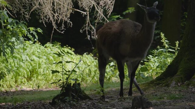 Close up of a guanaco standing around a forest on a sunny summer day.