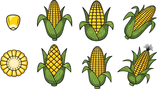Fresh sweet corn vector elements bundle featuring yellow maize cobs in green leaf husks single raw kernel and sliced round piece on transparent background