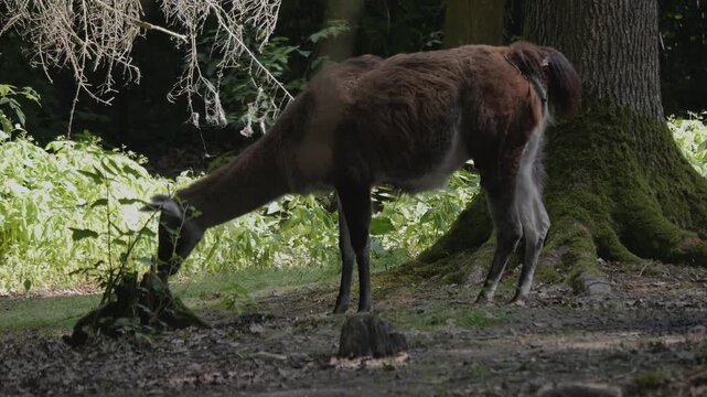 Close up of a guanaco standing around a forest on a sunny summer day.