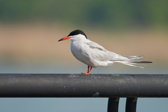 The common tern (Sterna hirundo) is a seabird in the family Laridae. This bird has a circumpolar distribution, its four subspecies breeding in temperate and subarctic regions of Europe, Asia and North