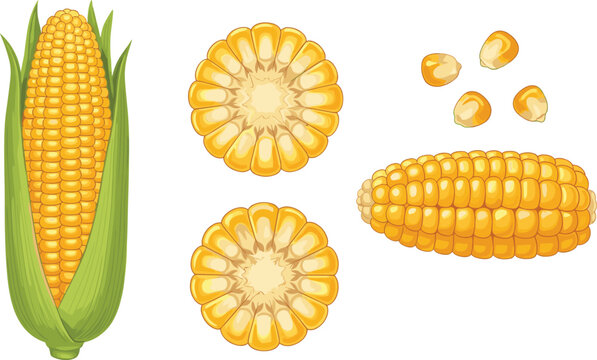 Fresh sweet corn vector illustration set featuring whole cob in green husk shucked maize ear sliced round pieces and individual yellow kernels on transparent background