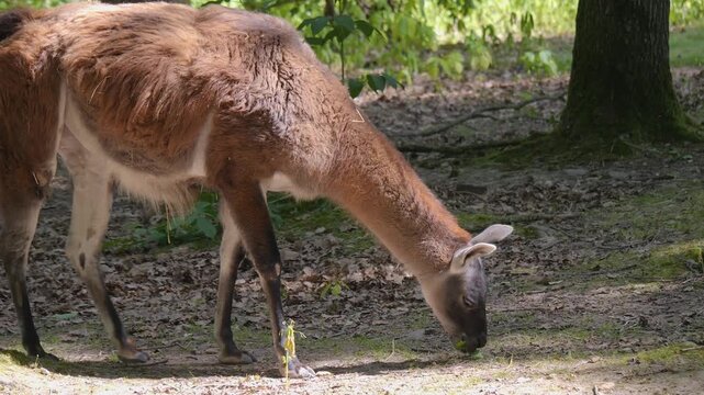 Close up of a guanaco standing around a forest on a sunny summer day.