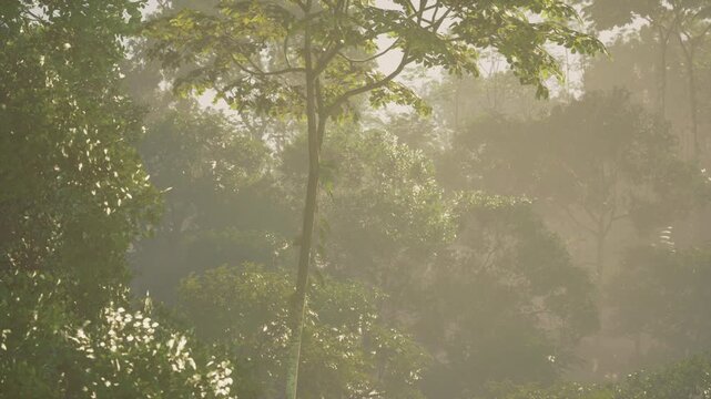 Glistening misty temperate forest at dawn wet leaves and soft backlight, layered understory and mossy trunks, tranquil mood ideal for wellness, forest bathing