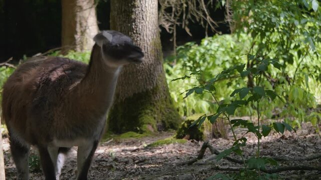 Close up of a guanaco standing around a forest on a sunny summer day.