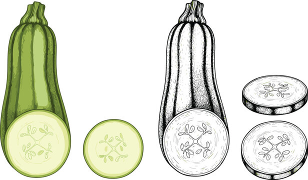 Hand drawn green zucchini and black ink sketch vector illustration set with slices isolated on transparent background for rustic food packaging designs.