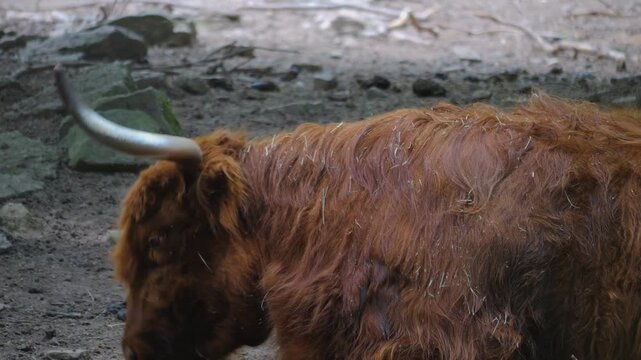 Close up of a red Scottish highland cow bull resting on the ground chewing and moving his head on a sunny summer day