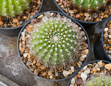 Top view of a cactus of the manillosa family