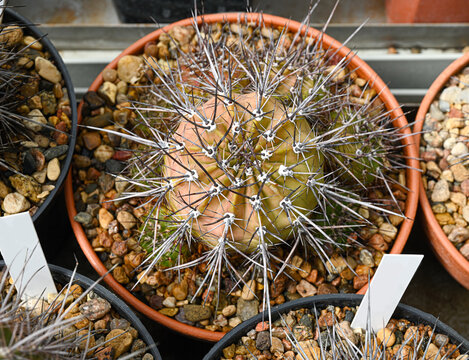Copiapoa megarhiza cactus