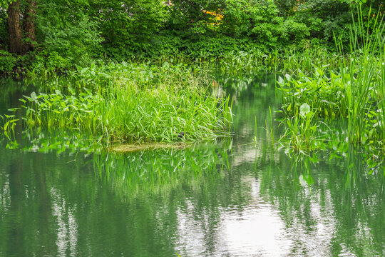 Lush aquatic plants grow in and around a still, reflective pond surrounded by dense greenery.