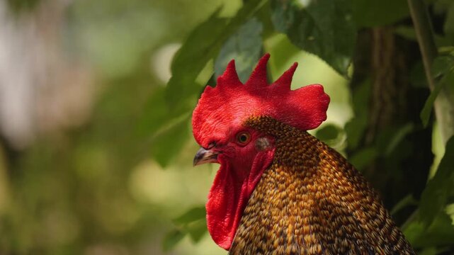 Close up of male chicken rooster head sitting on a fence and crowing on a sunny spring day