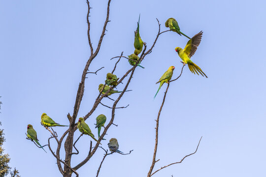 Several Rose-ringed Parakeet scientific name Psittacula krameri perched on the branches of a dead tree.
